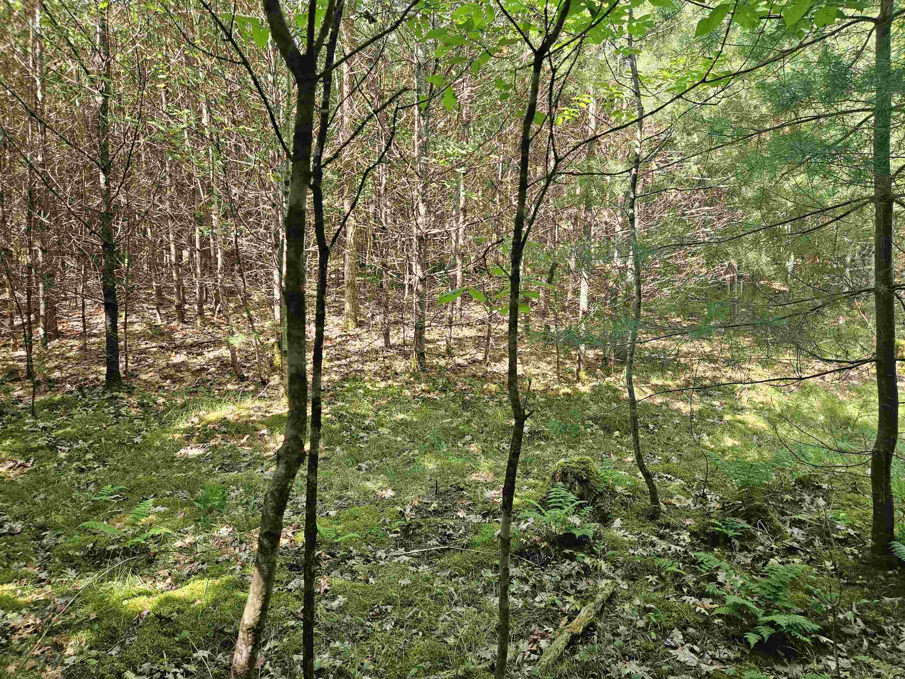 Lot 3.2 Off Parker Road Lisbon, NH 03585 - Photo 13 of 29