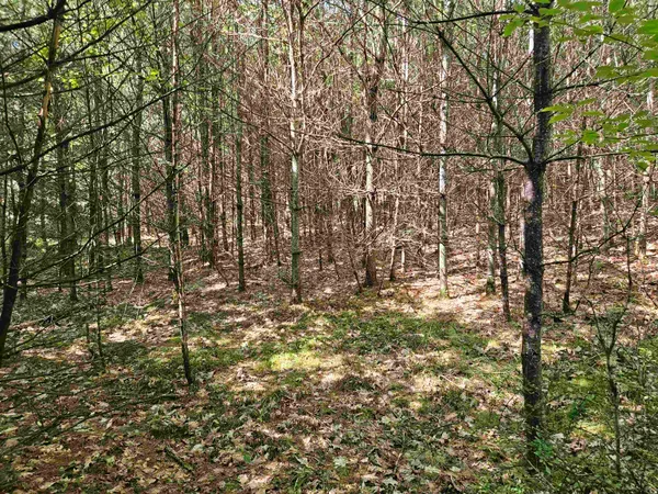 $87,900 | Lot 3.2 Off Parker Road, Lisbon, NH 03585