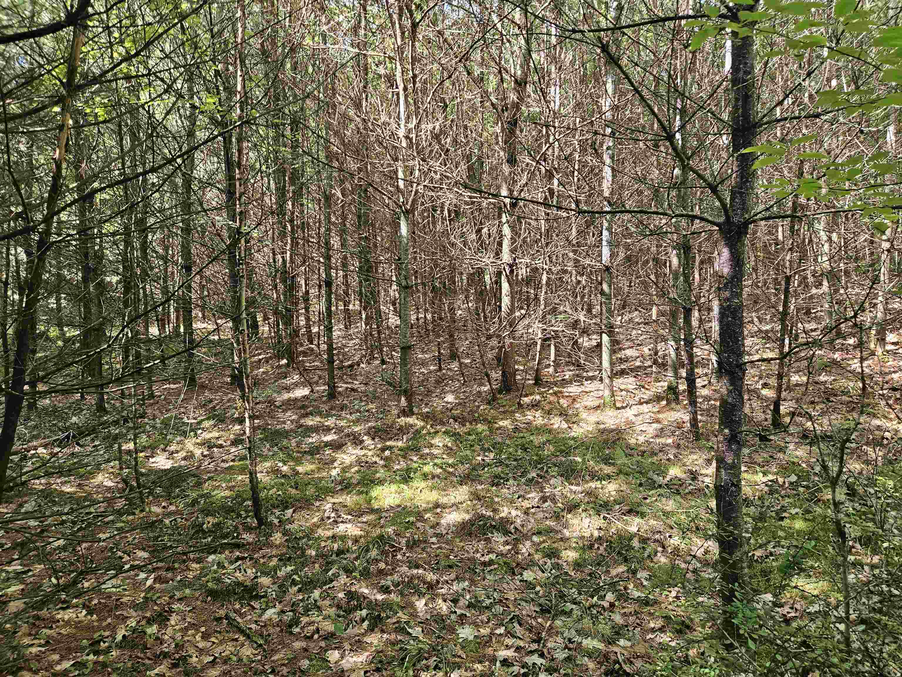 Lot 3.2 Off Parker Road Lisbon, NH 03585 - Photo 14 of 29