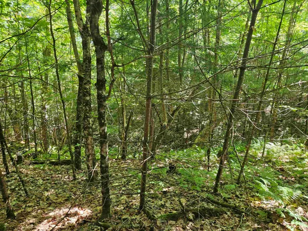 $87,900 | Lot 3.2 Off Parker Road, Lisbon, NH 03585