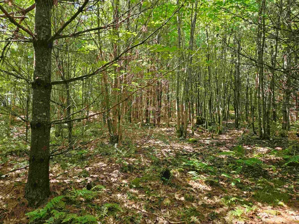 $87,900 | Lot 3.2 Off Parker Road, Lisbon, NH 03585