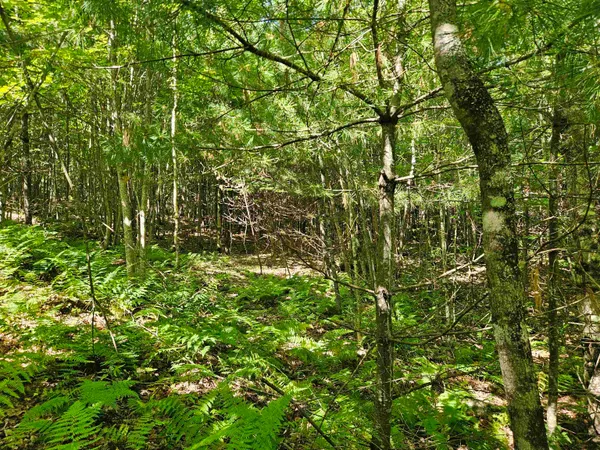 $87,900 | Lot 3.2 Off Parker Road, Lisbon, NH 03585