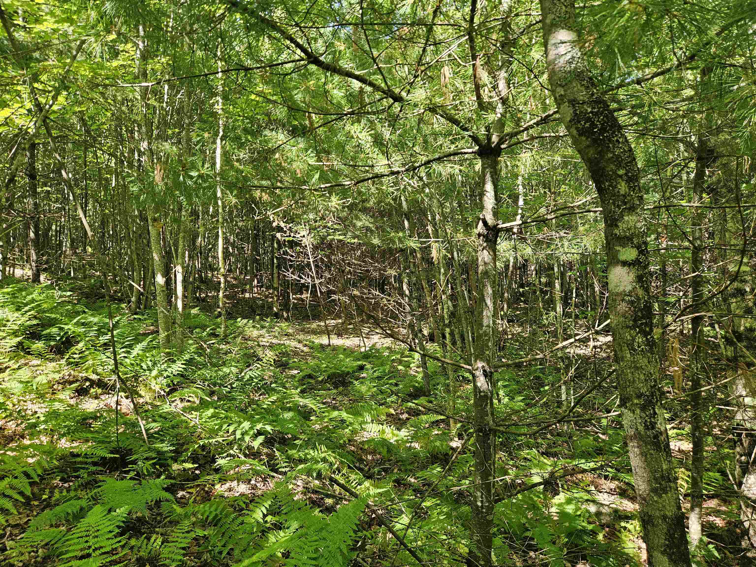 Lot 3.2 Off Parker Road Lisbon, NH 03585 - Photo 20 of 29