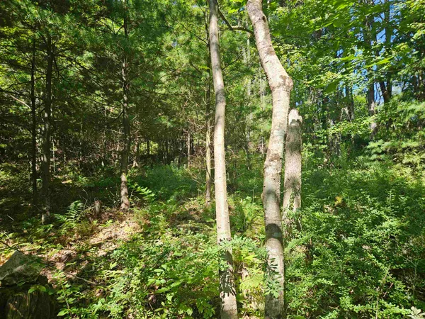 $87,900 | Lot 3.2 Off Parker Road, Lisbon, NH 03585