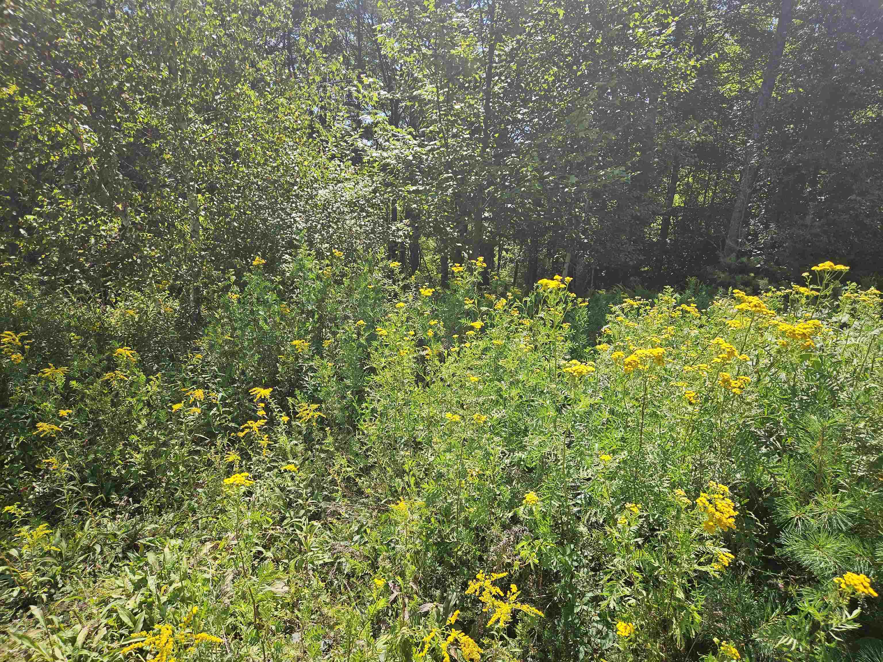 Lot 3.2 Off Parker Road Lisbon, NH 03585 - Photo 26 of 29