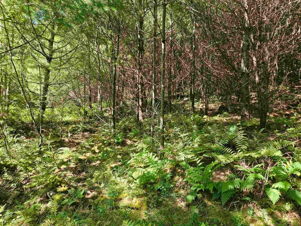 $87,900 | Lot 3.2 Off Parker Road, Lisbon, NH 03585