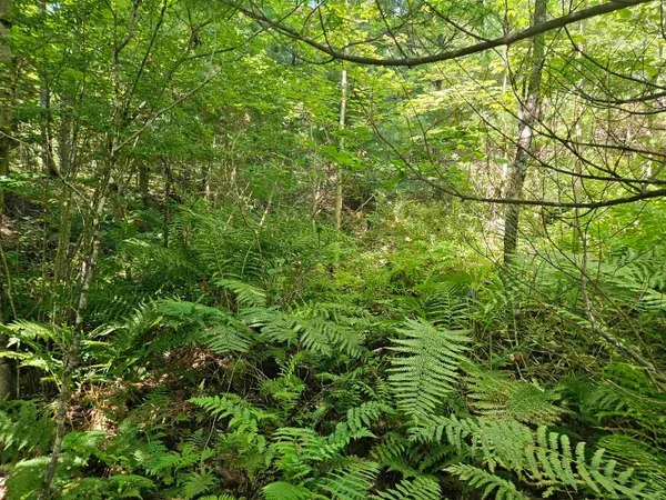 $87,900 | Lot 3.2 Off Parker Road, Lisbon, NH 03585