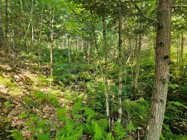 $87,900 | Lot 3.2 Off Parker Road, Lisbon, NH 03585