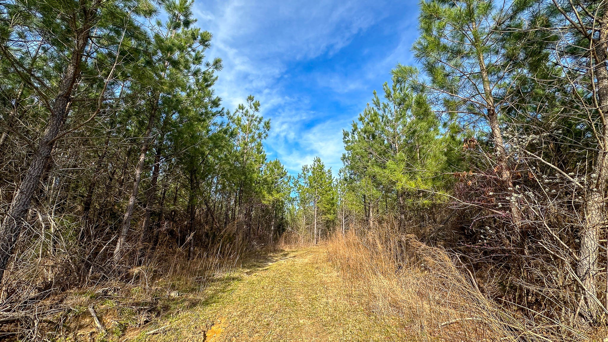0 Jeanette Holladay Road Parsons, TN 38363 - Photo 11 of 49 a view of a yard