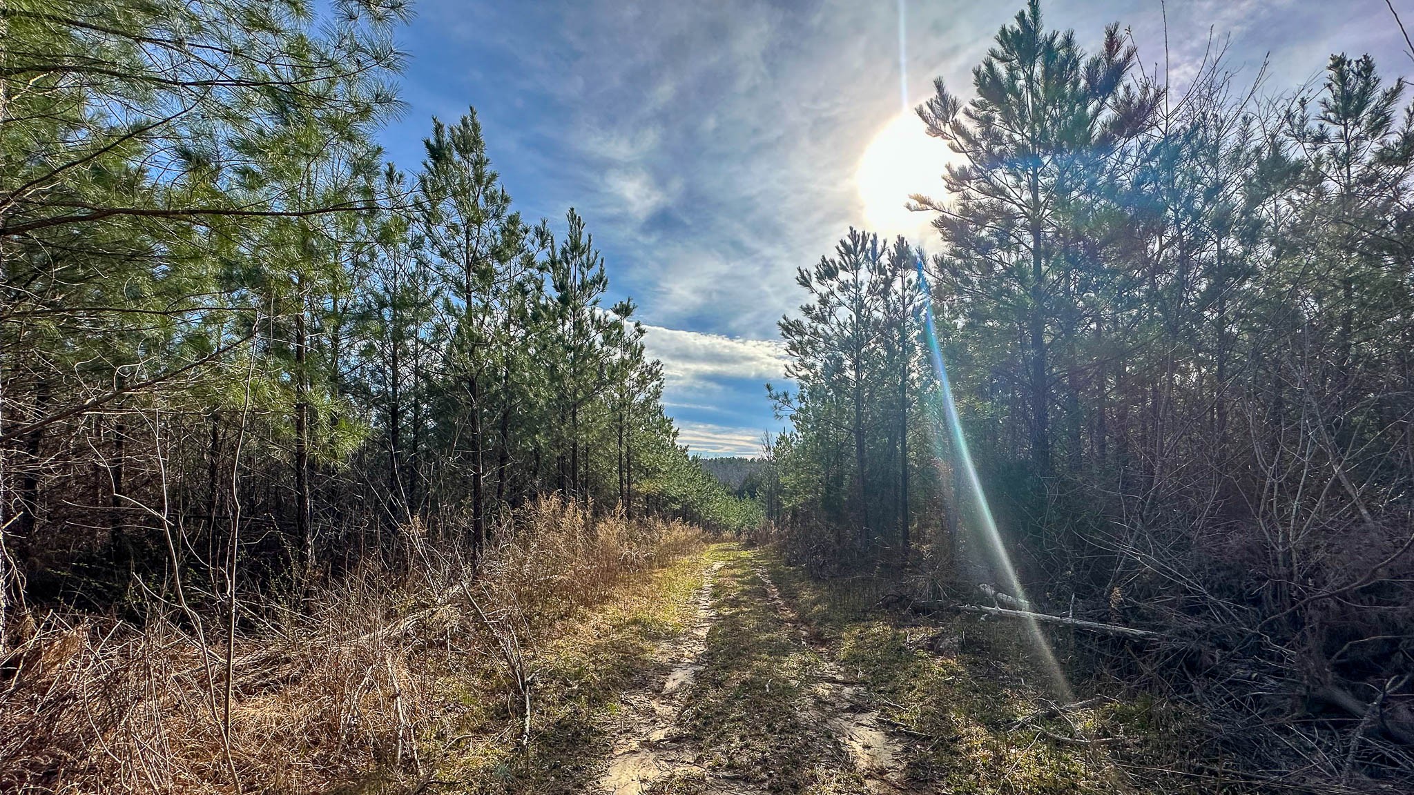 0 Jeanette Holladay Road Parsons, TN 38363 - Photo 12 of 49 a view of a forest
