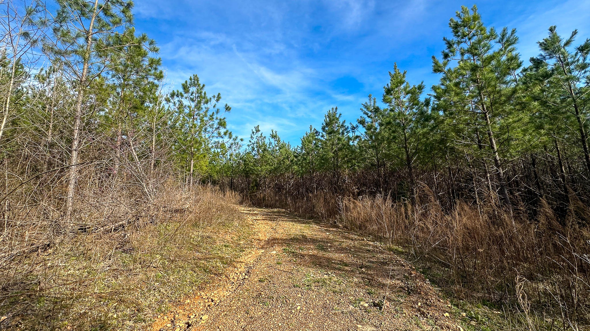 0 Jeanette Holladay Road Parsons, TN 38363 - Photo 13 of 49 a view of a yard with a tree