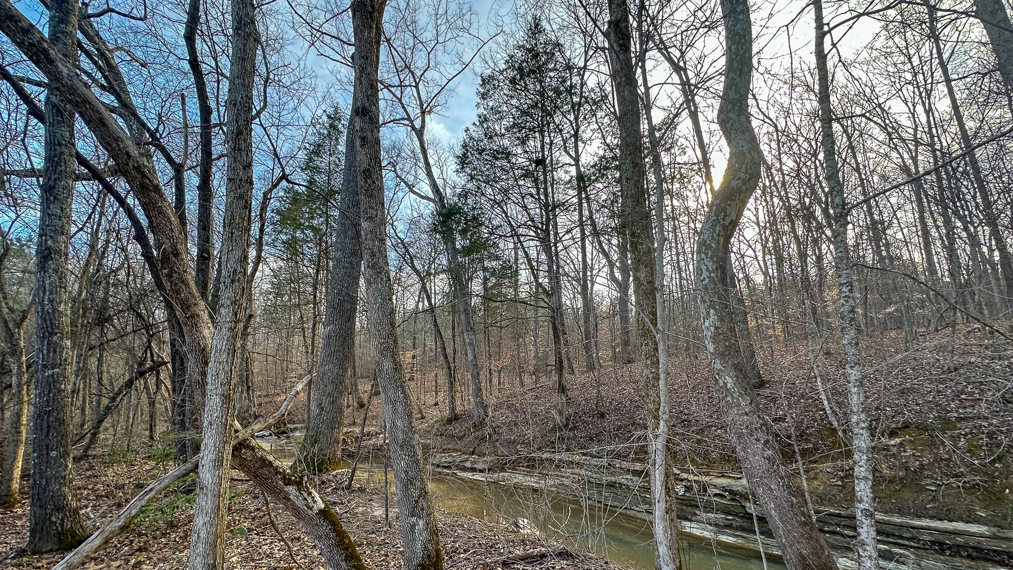 0 Jeanette Holladay Road Parsons, TN 38363 - Photo 21 of 49 a view of forest