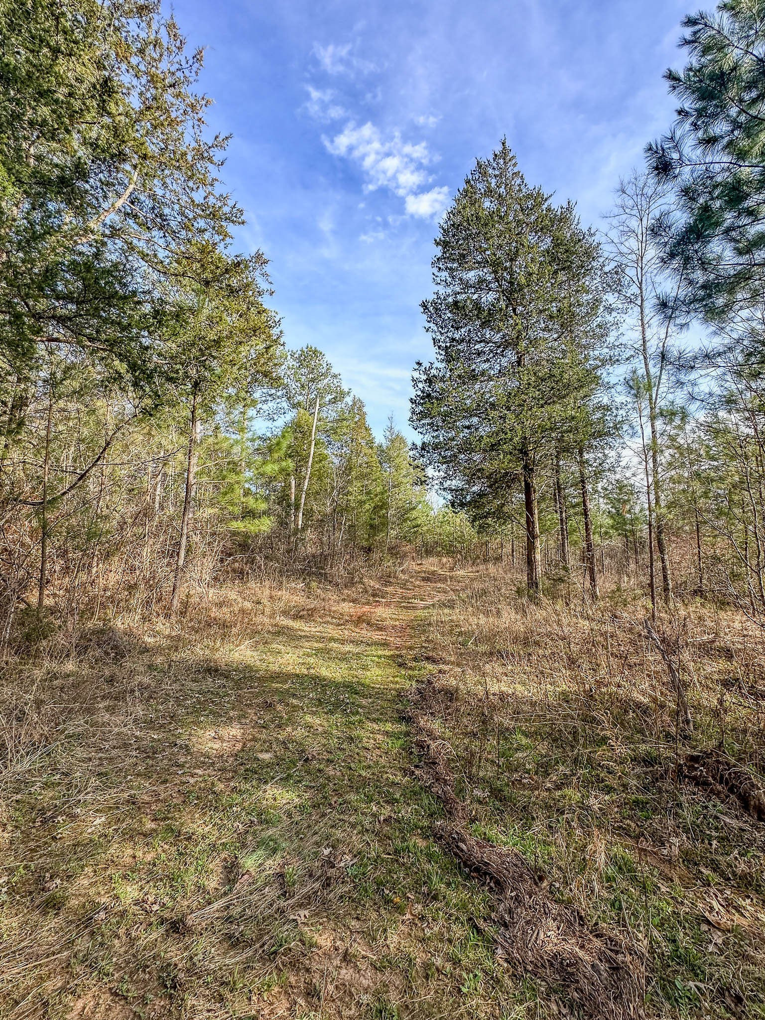 0 Jeanette Holladay Road Parsons, TN 38363 - Photo 35 of 49 a view of yard with trees