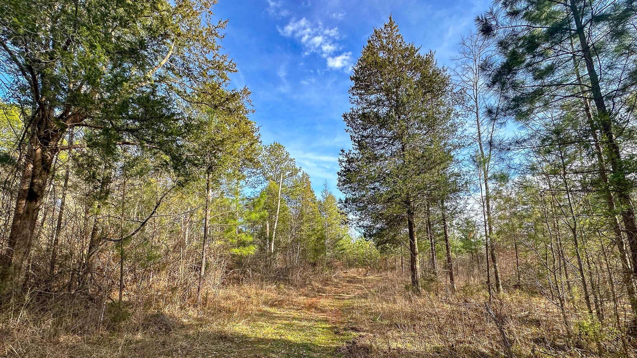 0 Jeanette Holladay Road Parsons, TN 38363 - Photo 36 of 49 a backyard of a house with lots of trees