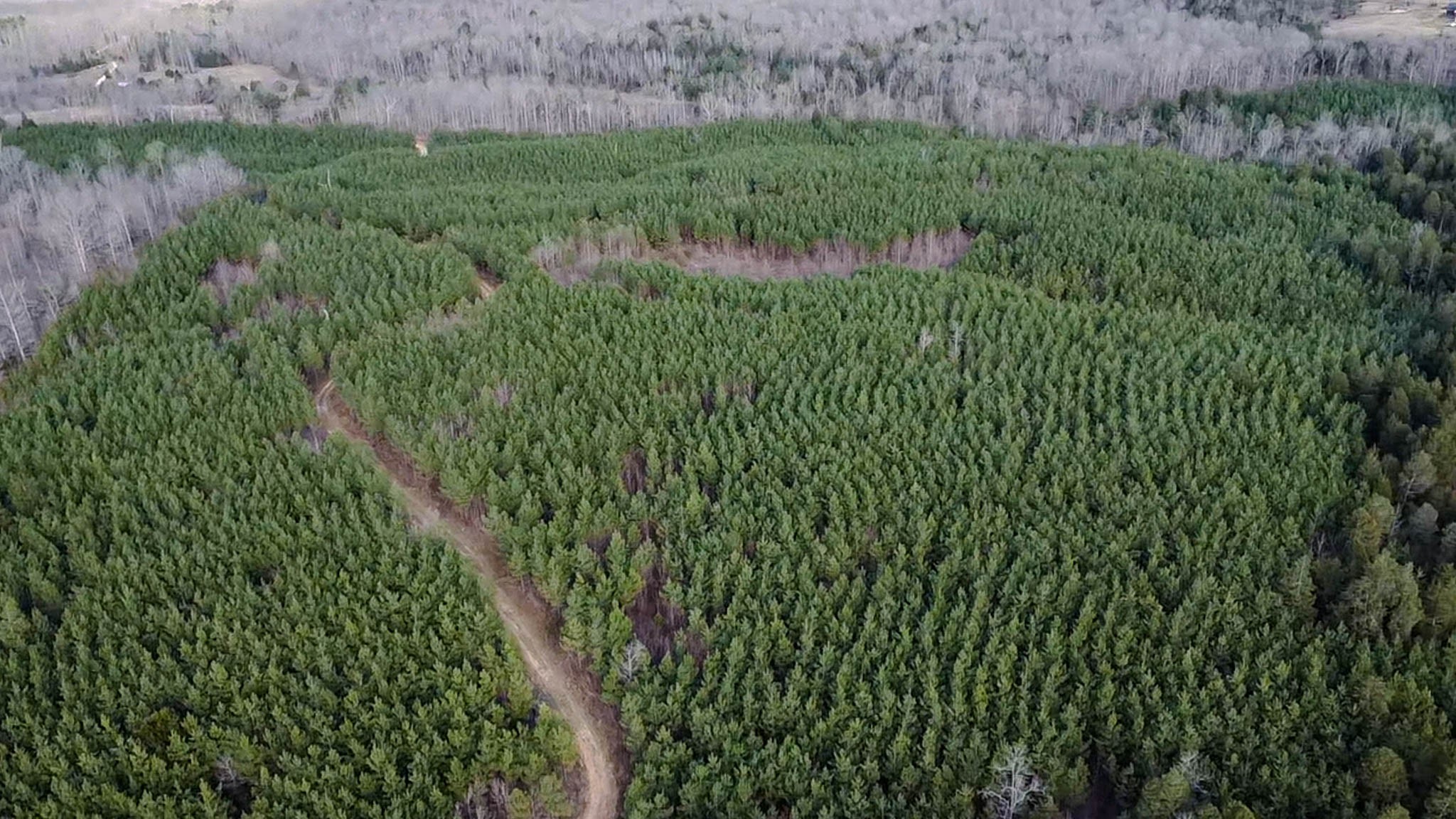 0 Jeanette Holladay Road Parsons, TN 38363 - Photo 43 of 49 a view of a lush green forest with lots of trees