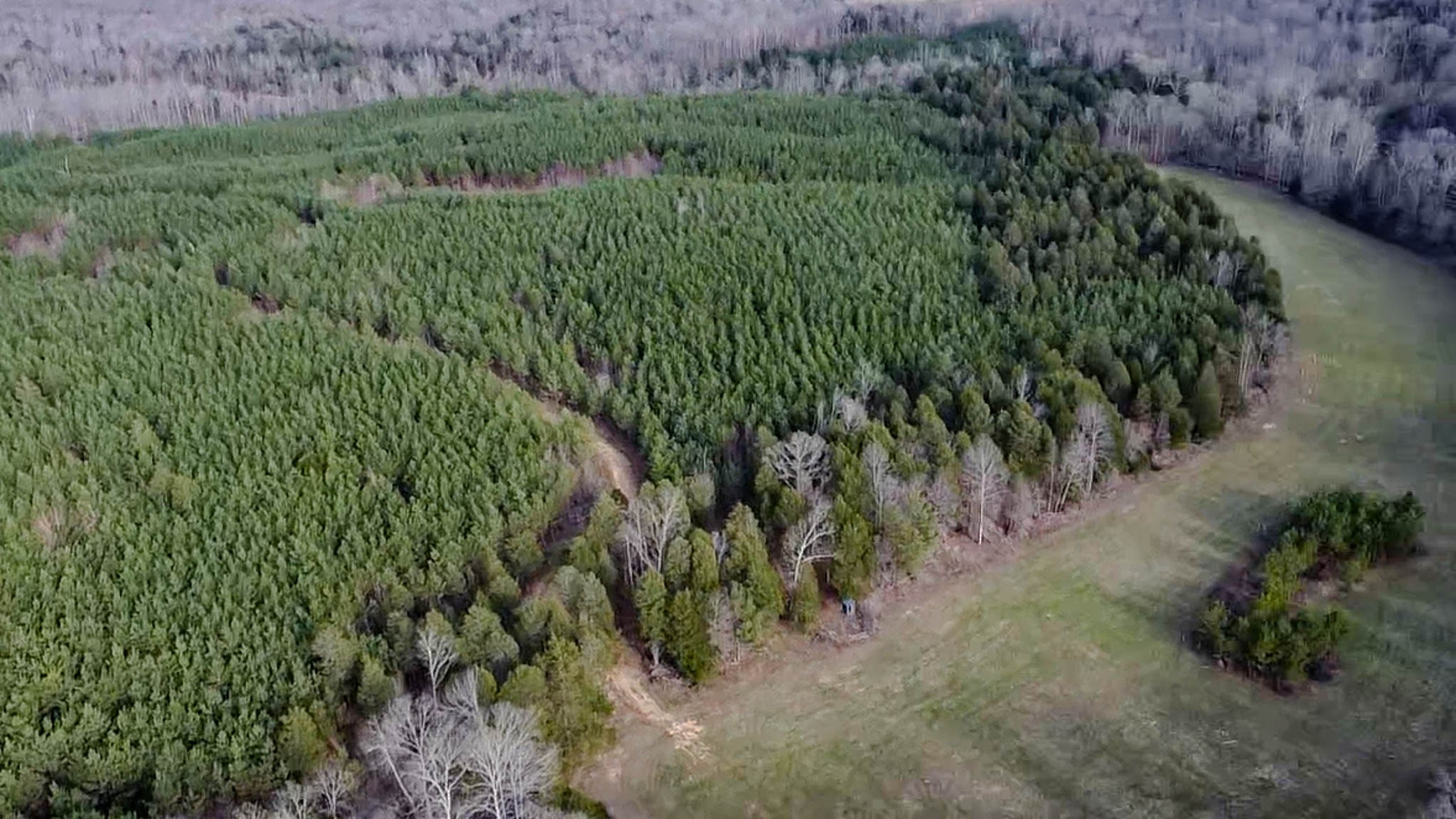 0 Jeanette Holladay Road Parsons, TN 38363 - Photo 45 of 49 a view of a lush green forest