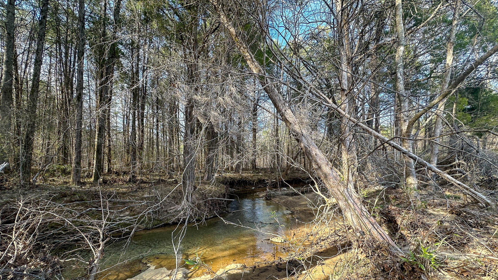 0 Jeanette Holladay Road Parsons, TN 38363 - Photo 8 of 49 a view of water with a large tree