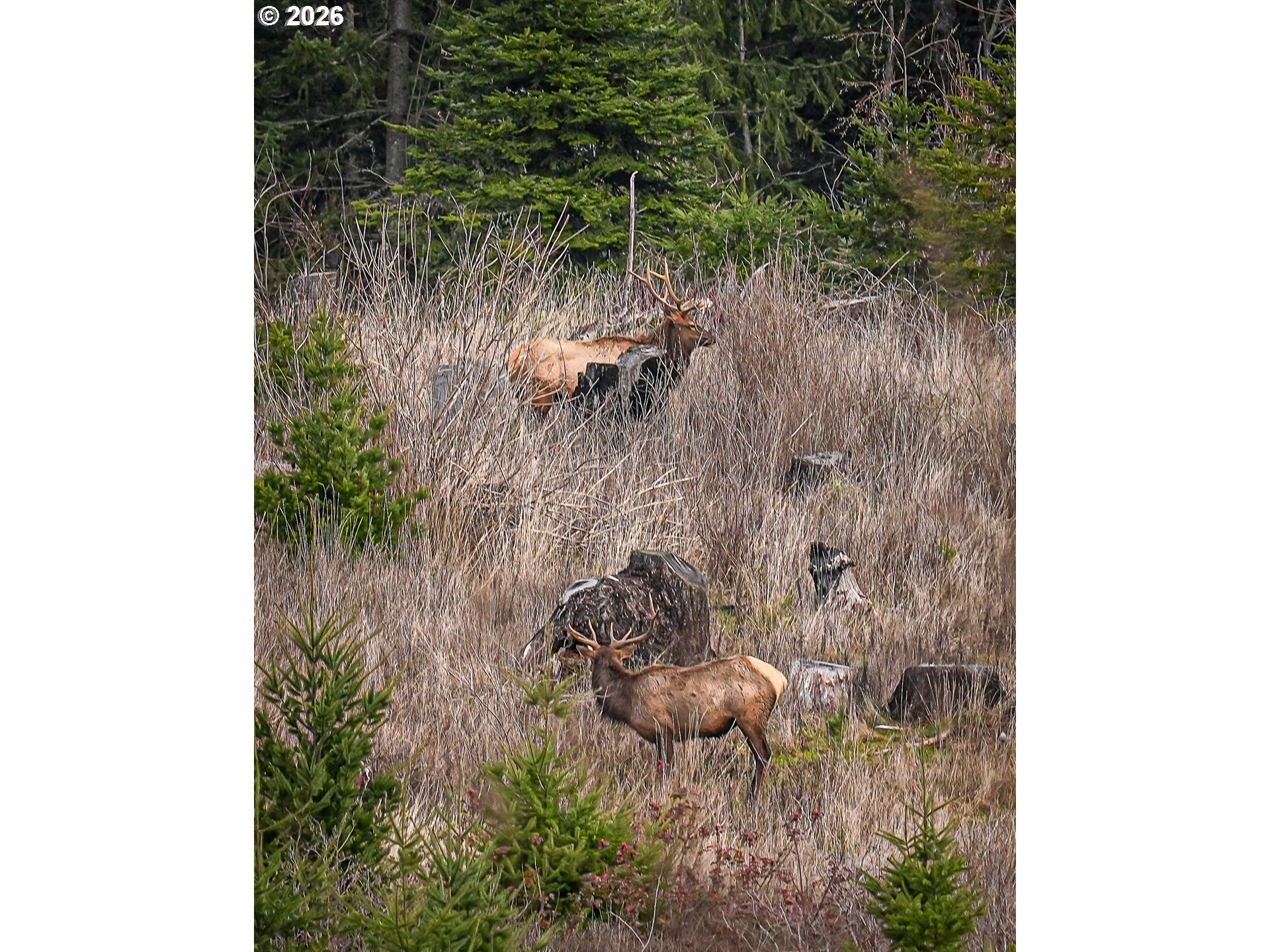 38252 South Blair Road Molalla, OR 97038 - Photo 47 of 47 a view of a tree in a forest