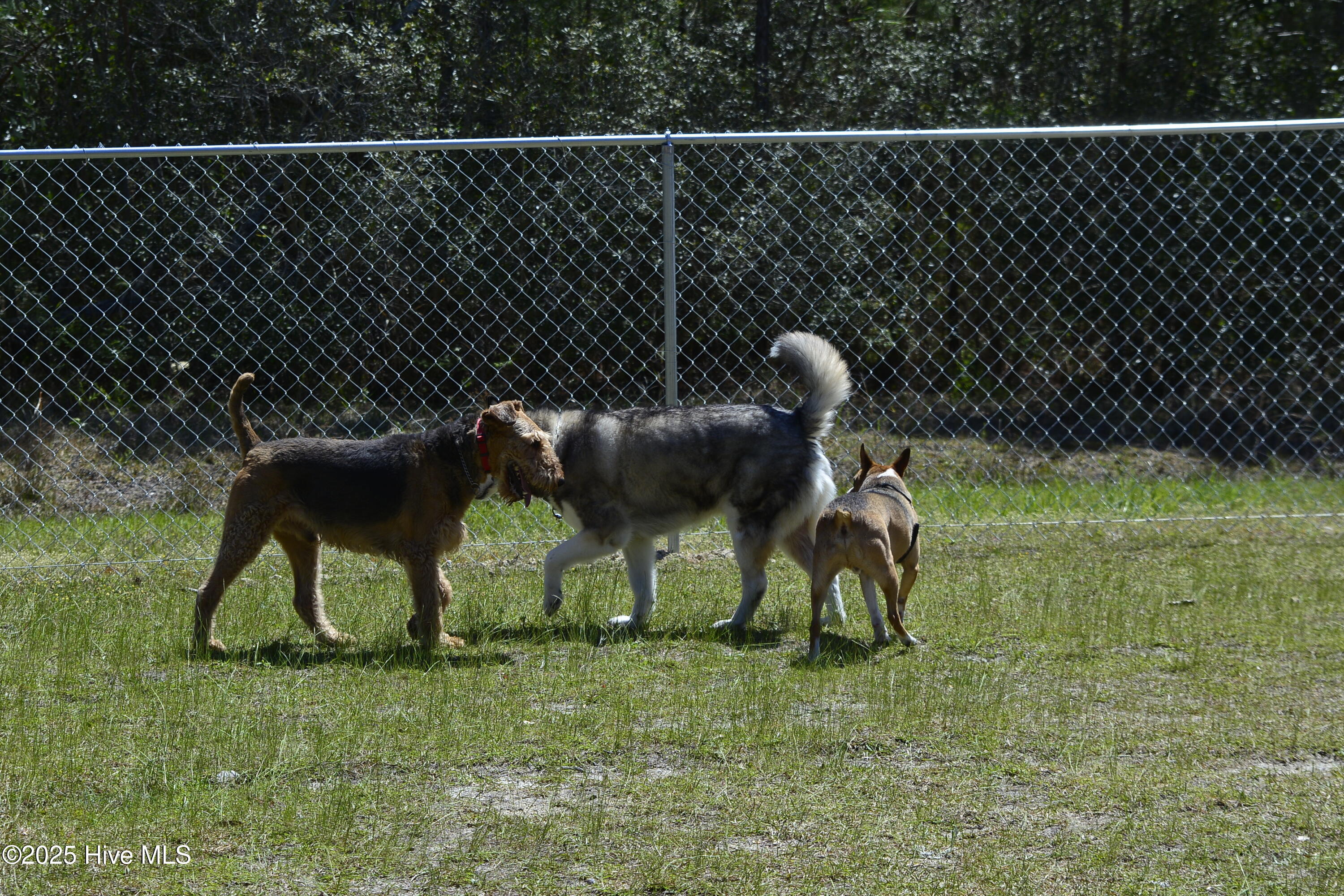 7402 Windward Drive New Bern, NC 28560 - Photo 38 of 46 Dog Park