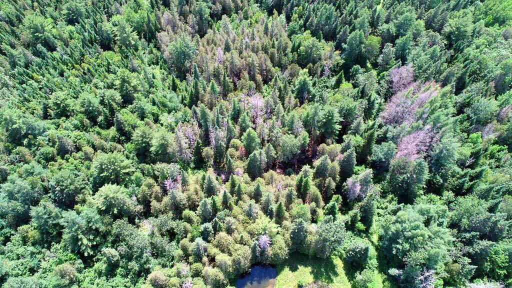 3340 Military Road Haynesville, ME 04497 - Photo 31 of 45 me-haynesville-land-wooded