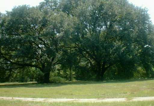 80464 North Willie Road Folsom, LA 70437 - Photo 6 of 8 Gallery Image 6