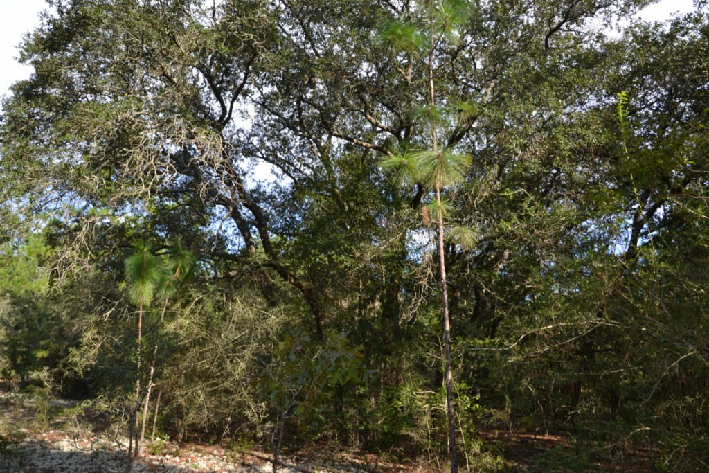 5.27-ac Yellow Bluff Road Crestview, FL 32539 - Photo 12 of 16