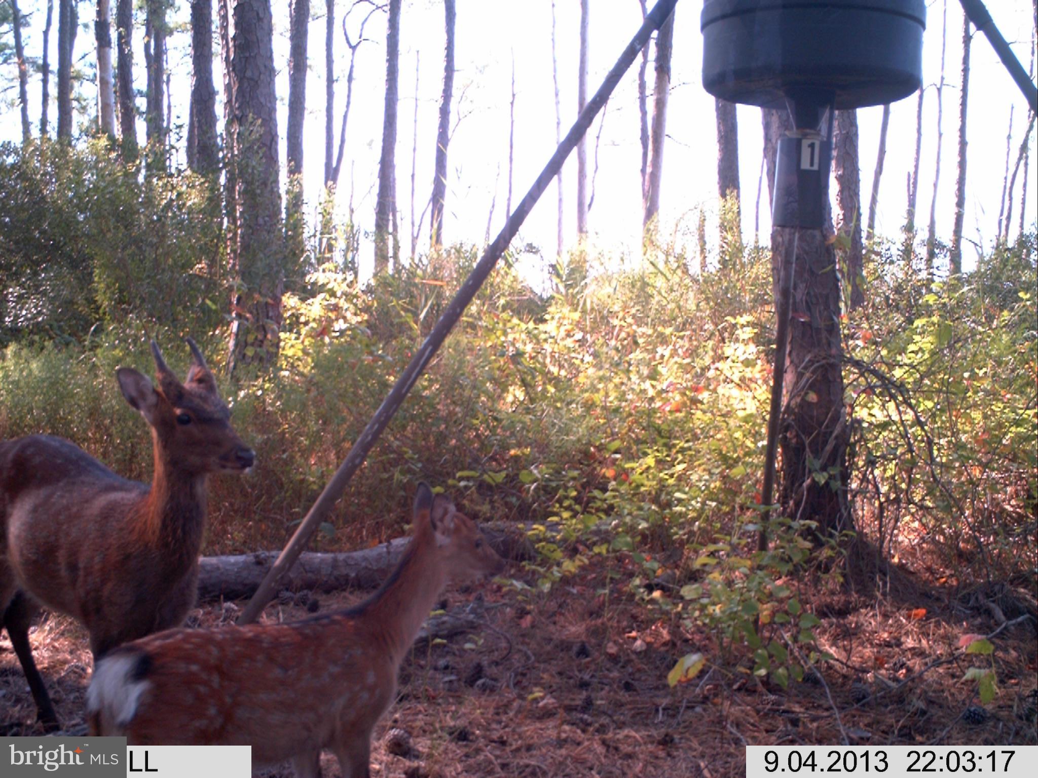 Bishops Head Road Wingate, MD 21675 - Photo 11 of 11 Exterior (General)