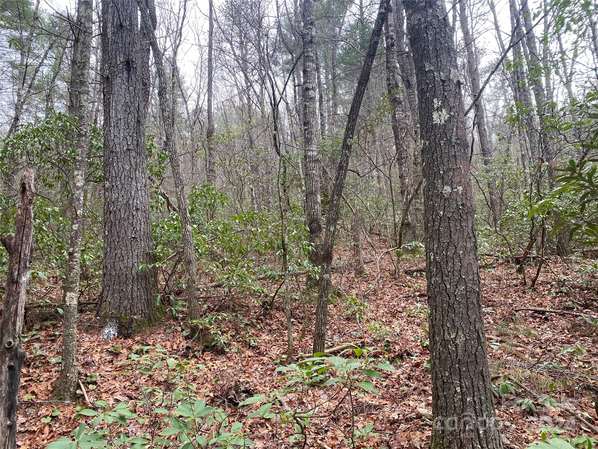 Lot 11 Fox Ridge Trail Marion, NC 28752 - Photo 7 of 12 a view of a forest with lots of trees