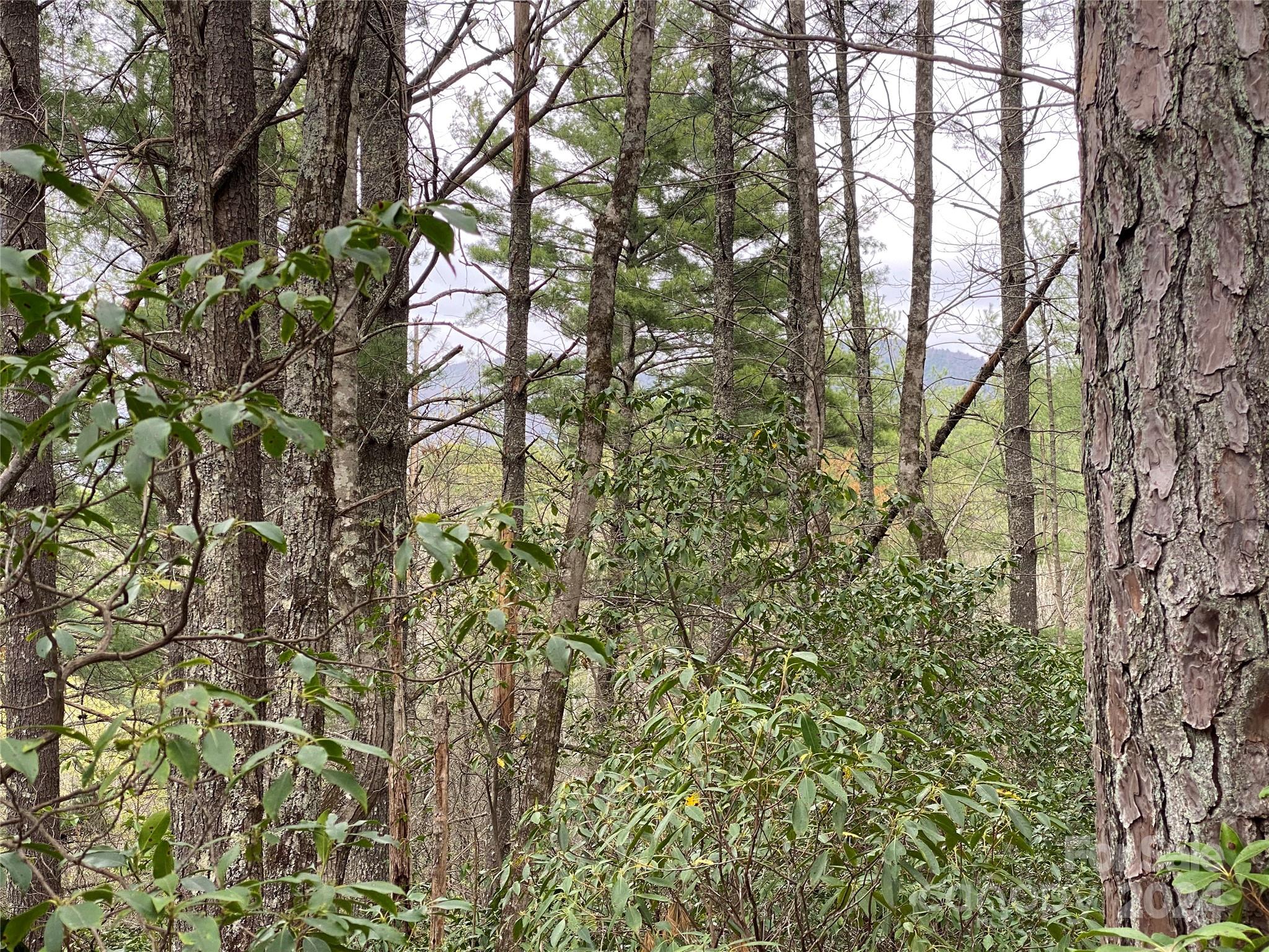Lot 11 Fox Ridge Trail Marion, NC 28752 - Photo 9 of 12 a view of a yard with a tree