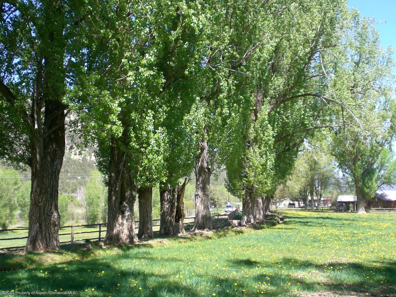 860 Thomas Road Carbondale, CO 81623 - Photo 15 of 15 cottonwoods along drive