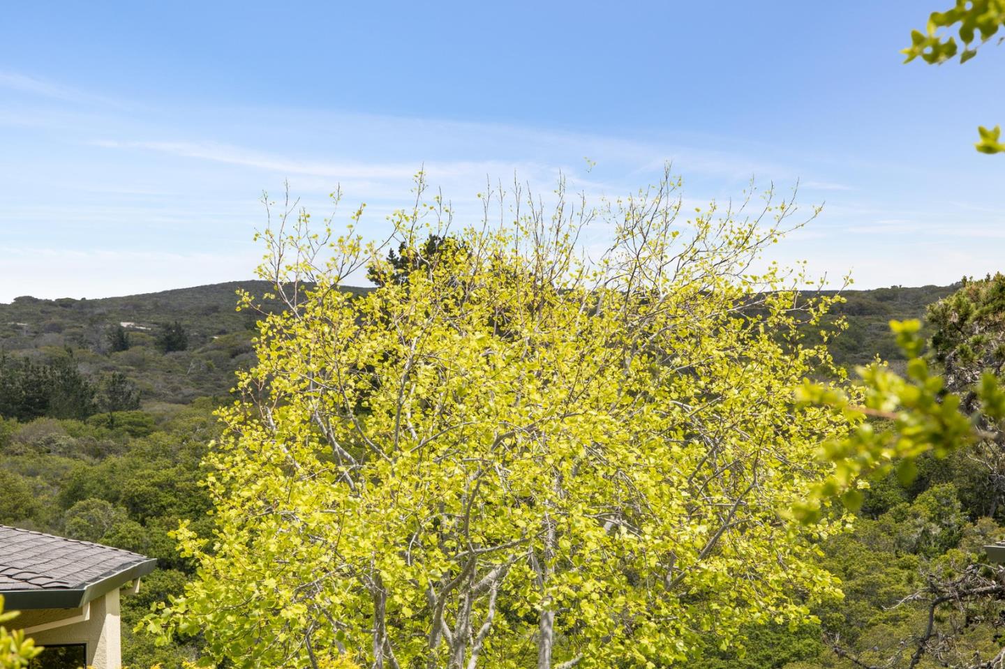 130 Pheasant Ridge Road Del Rey Oaks, CA 93940 - Photo 19 of 23 a view of a bunch of trees