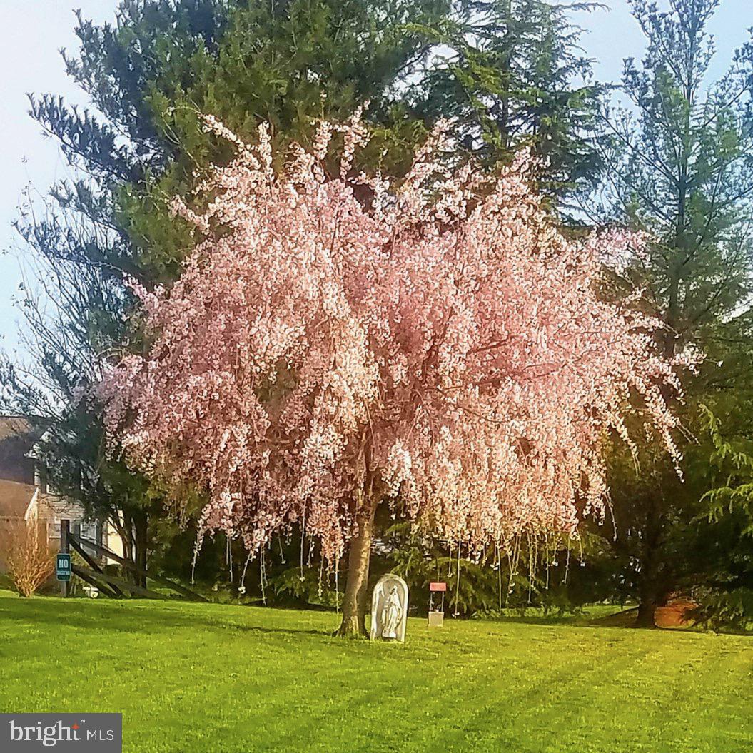 1 Bohemia Road Bear, DE 19701 - Photo 55 of 66 Beautiful blooming tree in back yard