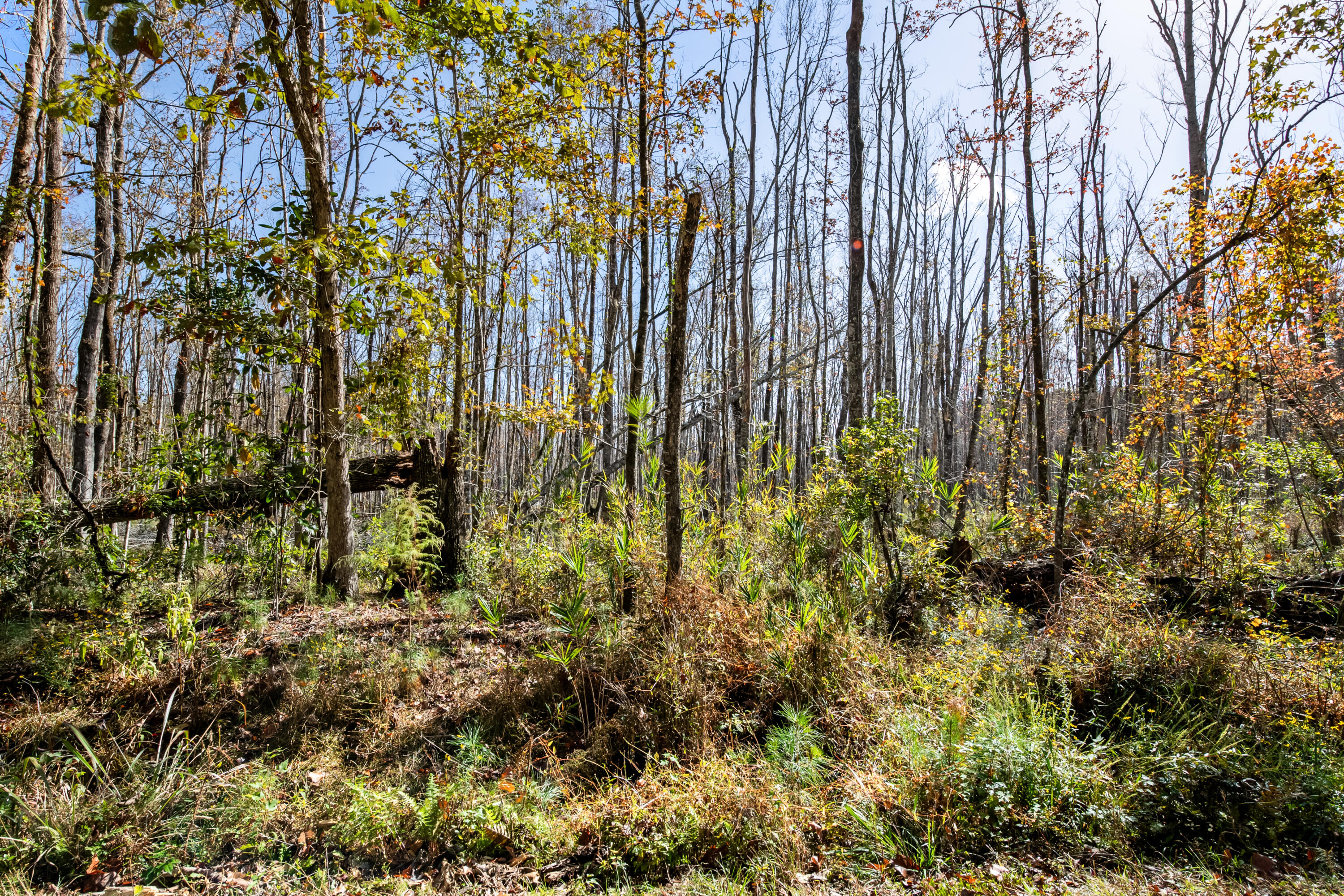 527-acres Spring Grove Road Adams Run, SC 29426 - Photo 23 of 44 HFL_OSBORNE TRACT-30