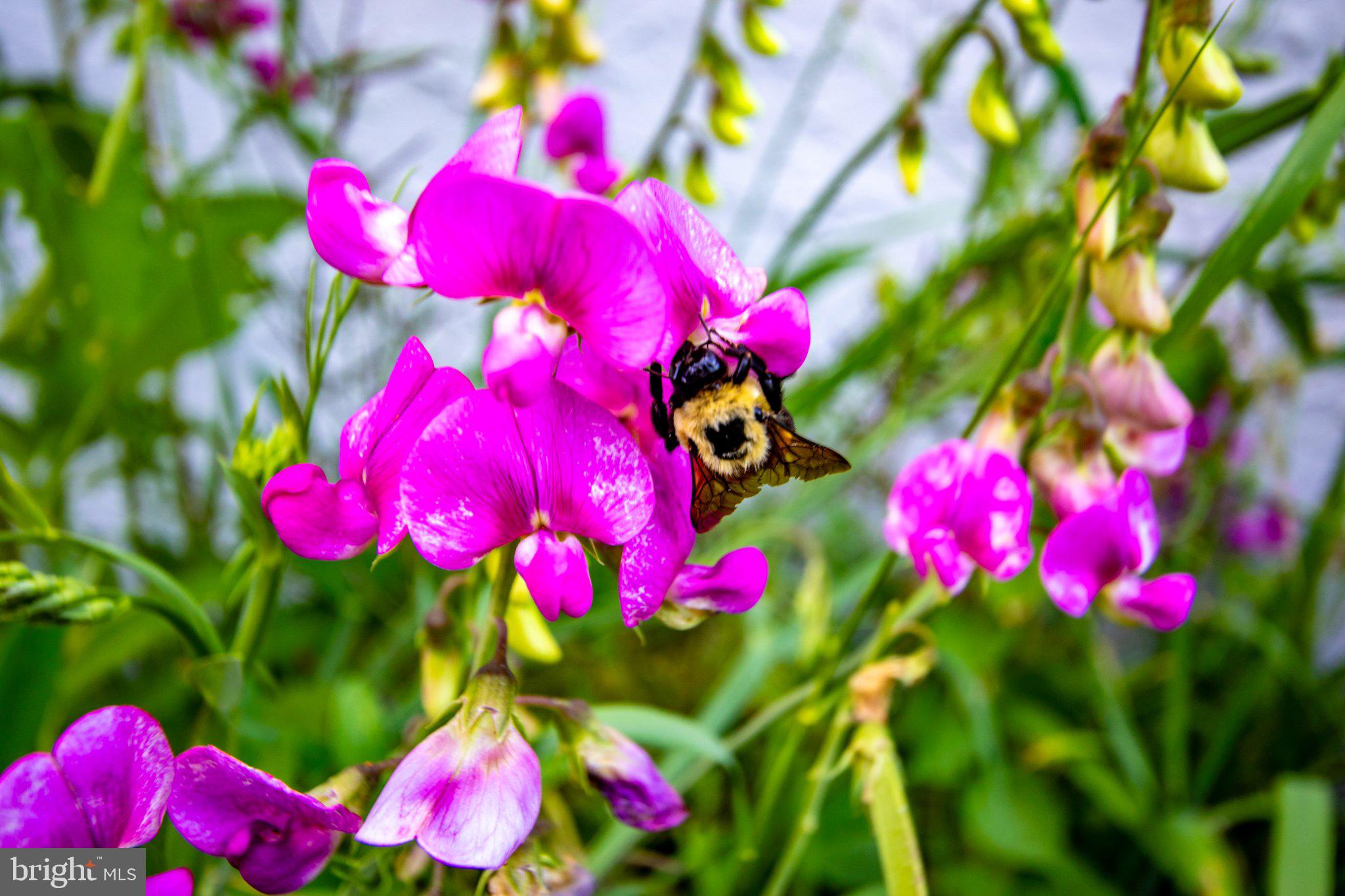 2056 Ridge Road Elverson, PA 19520 - Photo 73 of 89 Buzzing beauty among vibrant blooms.