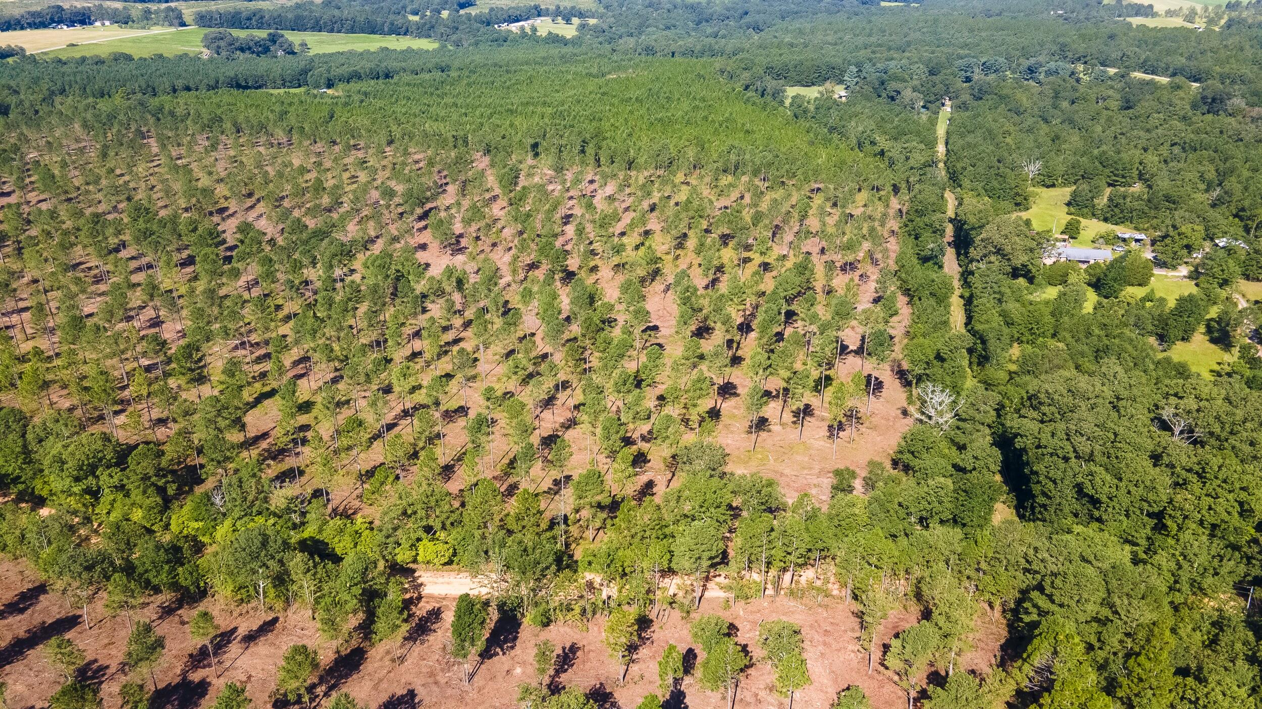 Lot 3 Bluffwood Road Wagener, SC 29164 - Photo 2 of 5