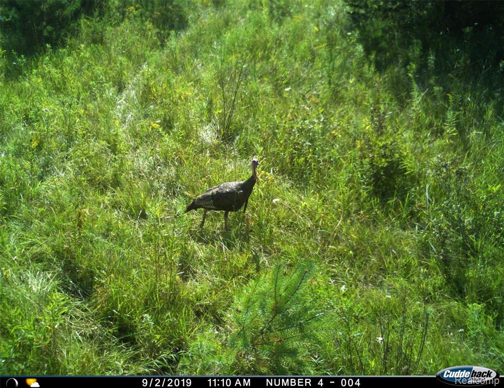 V/l Kelly Road Flushing, MI 48433 - Photo 12 of 23