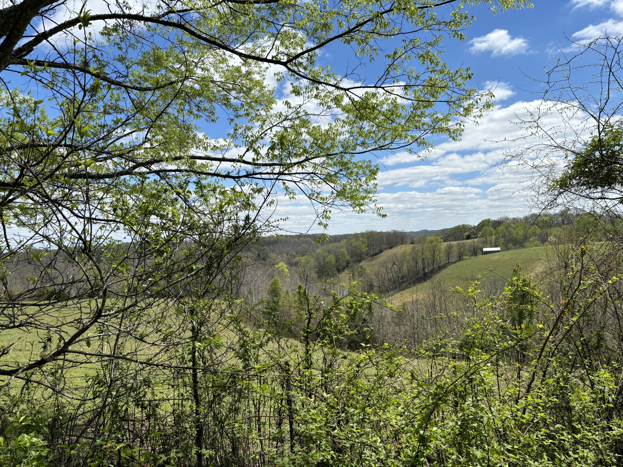 2490 Tackets Branch Road Prospect, TN 38477 - Photo 32 of 42 a view of a tree with a yard