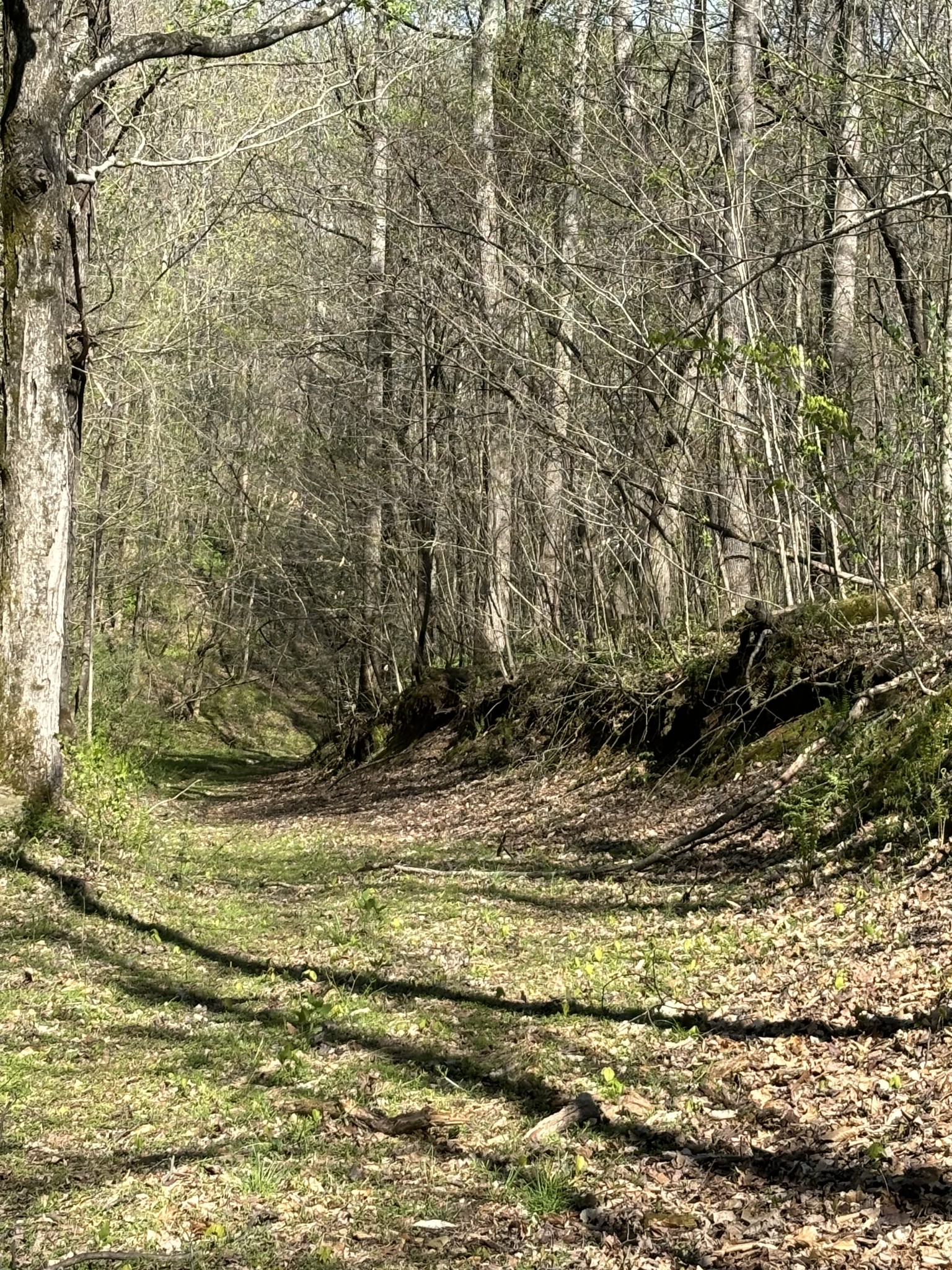 2490 Tackets Branch Road Prospect, TN 38477 - Photo 33 of 42 a view of a backyard of the house