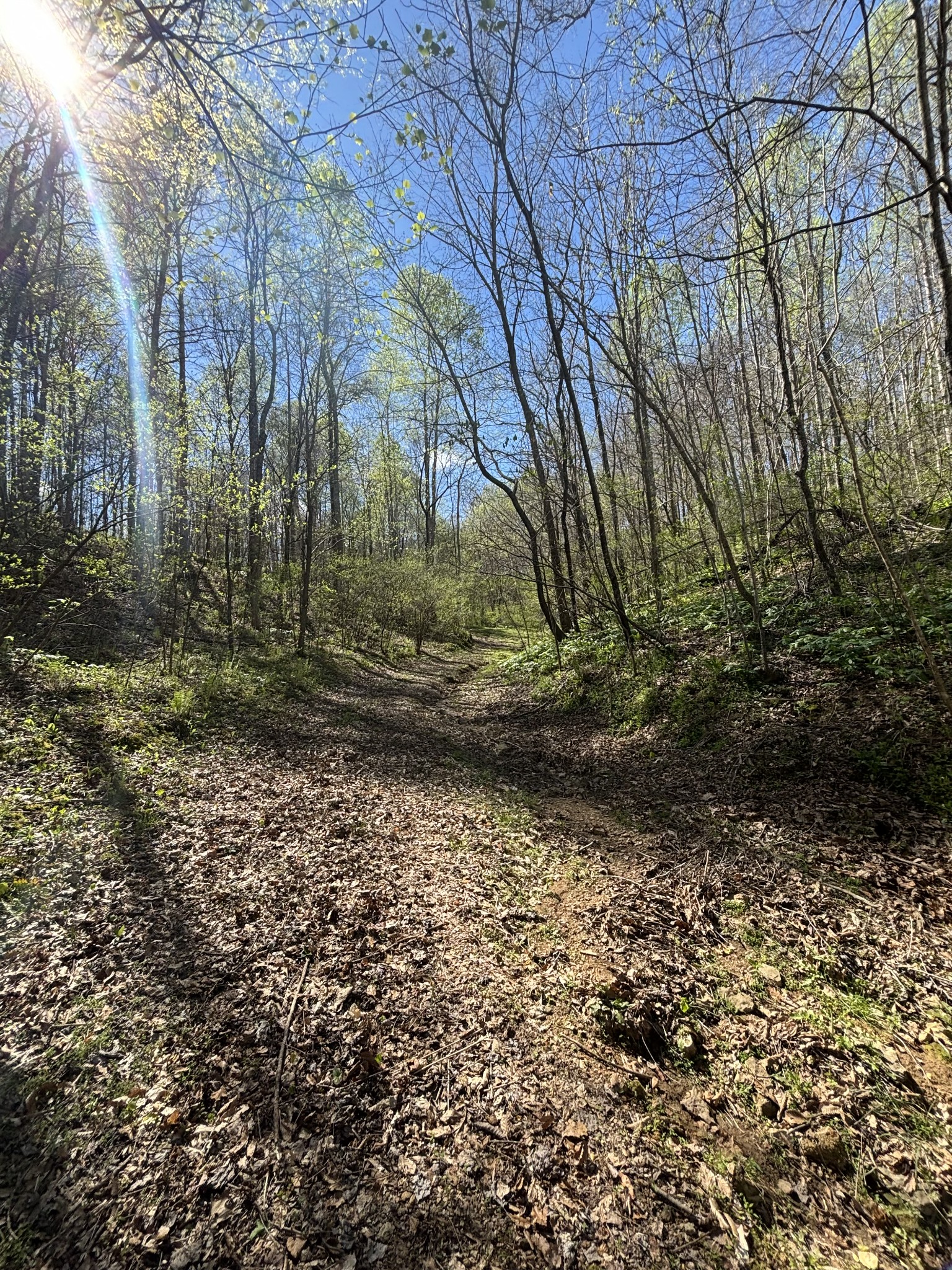 2490 Tackets Branch Road Prospect, TN 38477 - Photo 35 of 42 a view of a yard with plants and trees