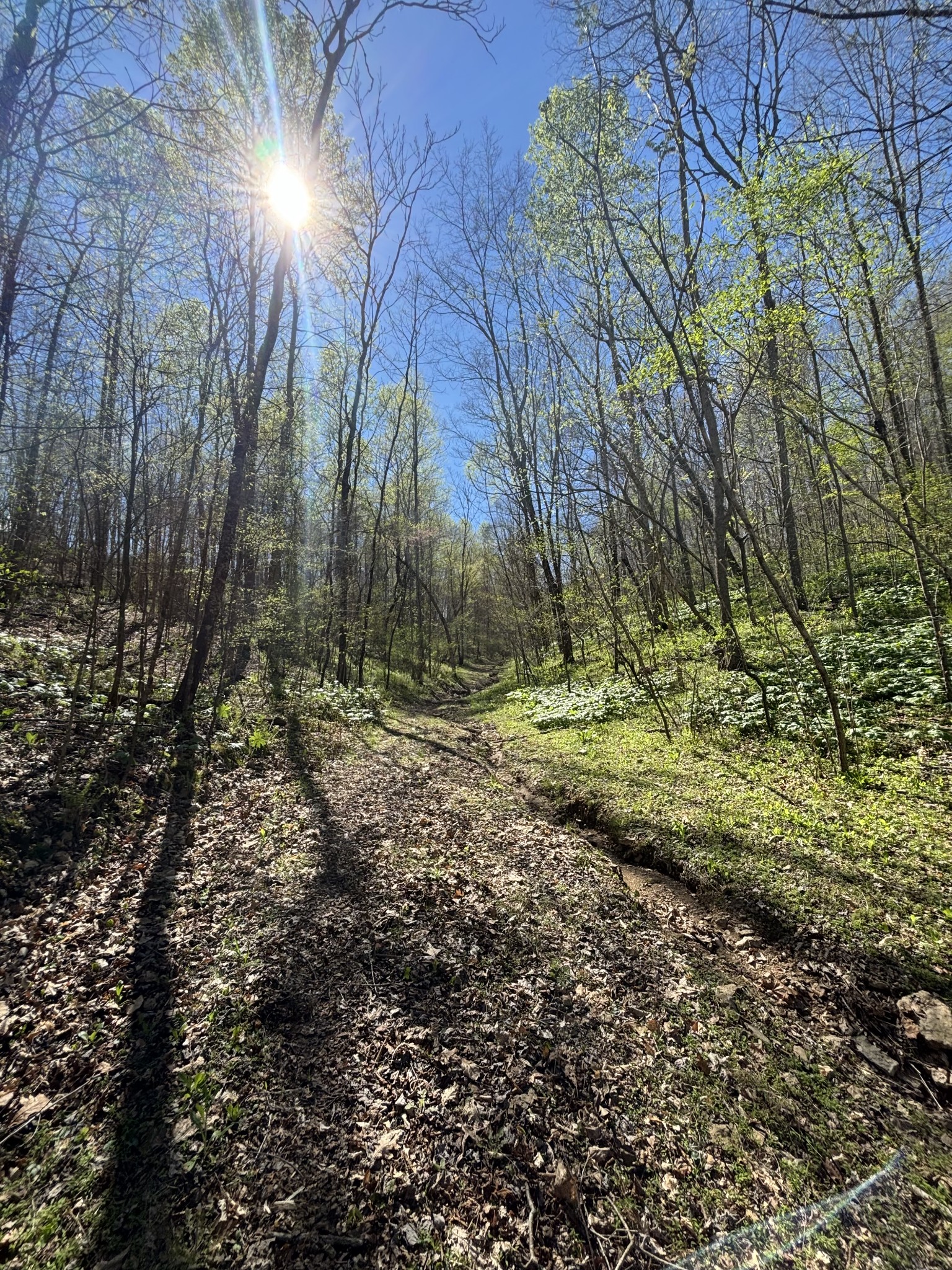 2490 Tackets Branch Road Prospect, TN 38477 - Photo 36 of 42 a view of backyard of green space