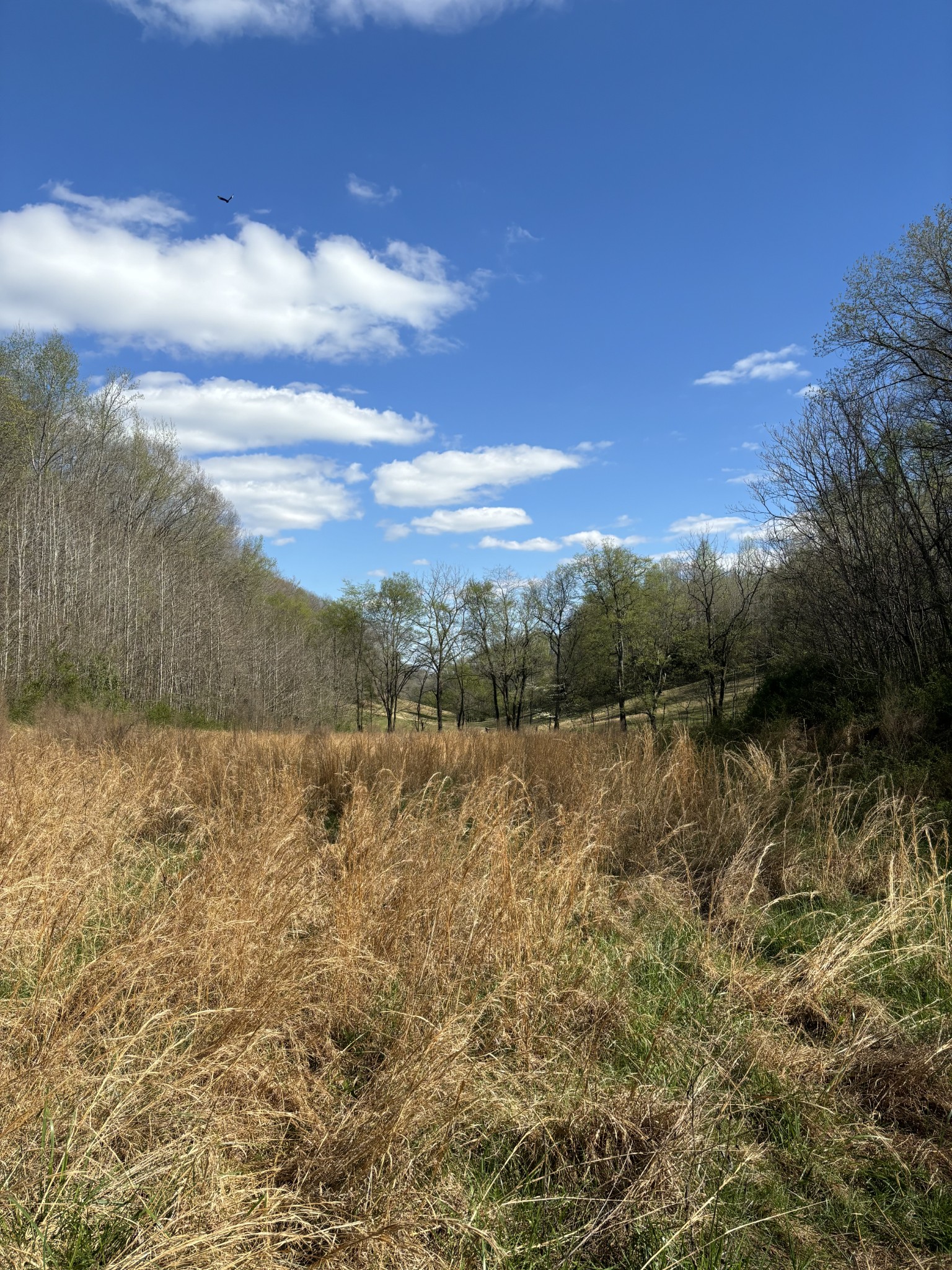 2490 Tackets Branch Road Prospect, TN 38477 - Photo 39 of 42 a view of lake with green space