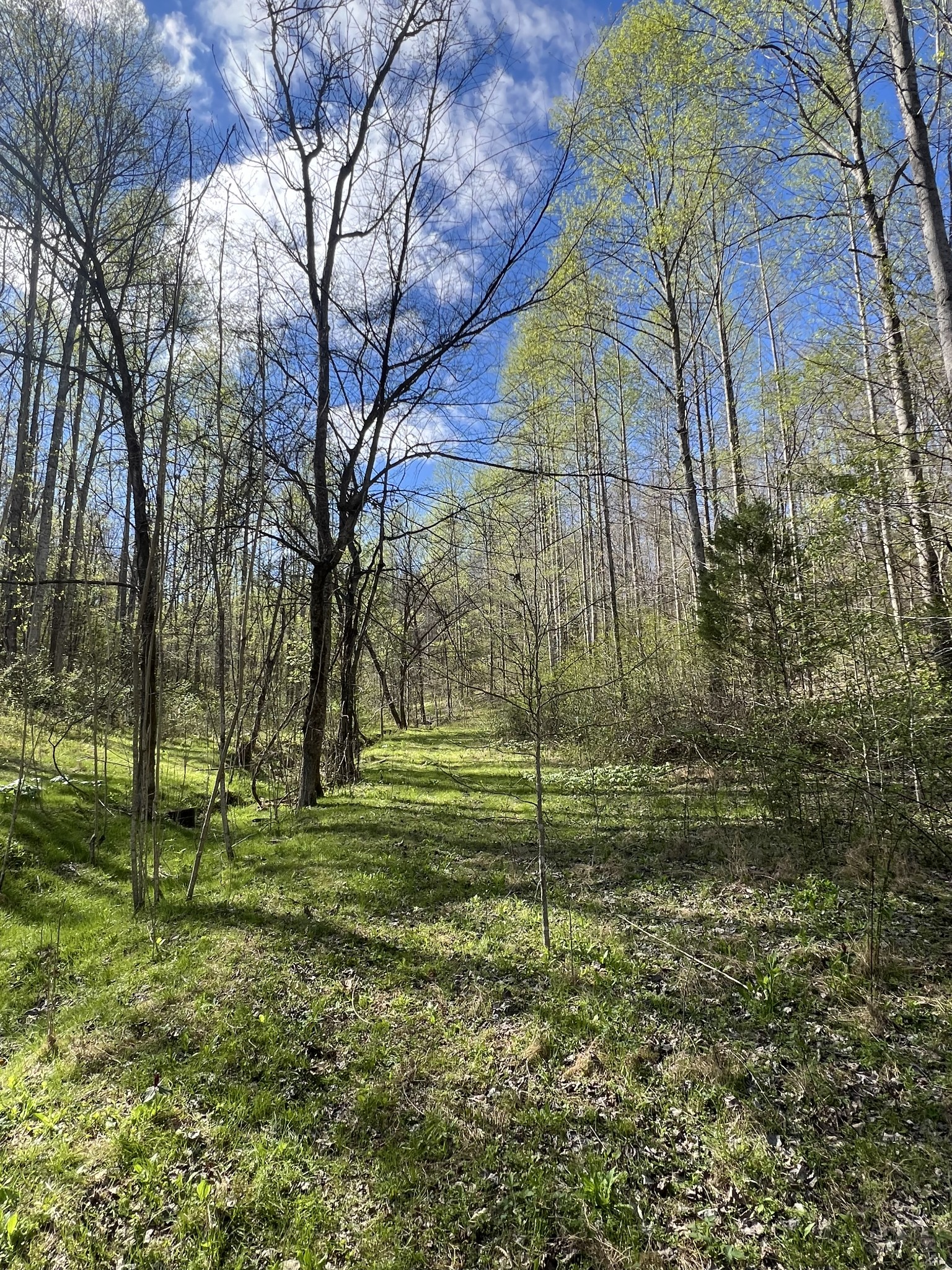2490 Tackets Branch Road Prospect, TN 38477 - Photo 40 of 42 a view of a trees in a yard