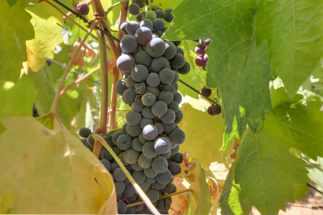 $2,199,000 | 1781 Rocky Springs Court, El Dorado Hills, CA 95762