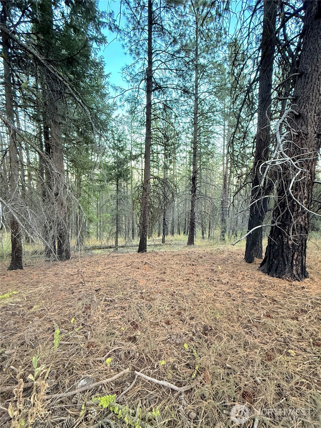 0 Buzzard Lake Road Okanogan, WA 98840 - Photo 12 of 22 Gallery Image 12
