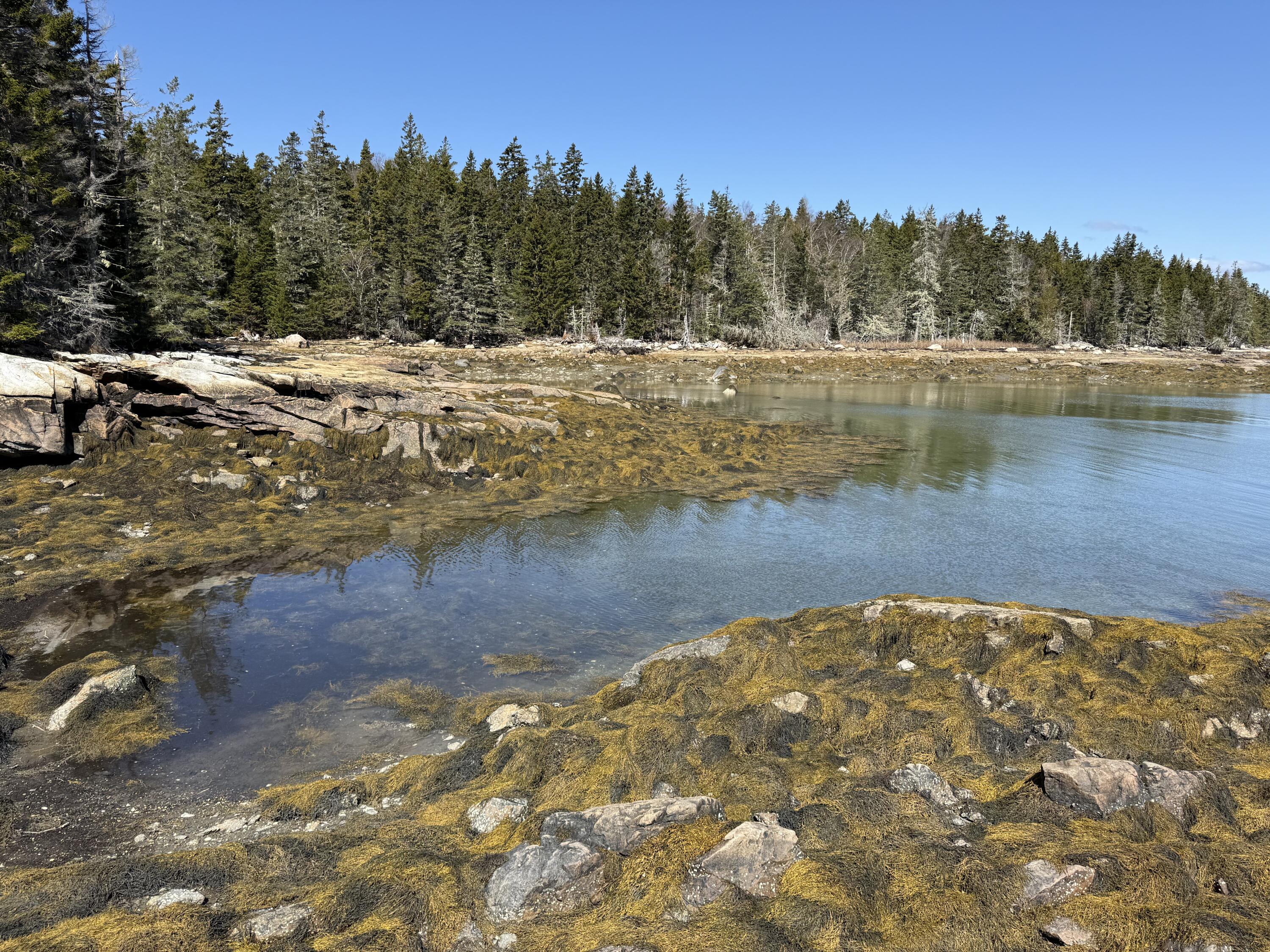18 Jericho Bay Road Swans Island, ME 04685 - Photo 3 of 36
