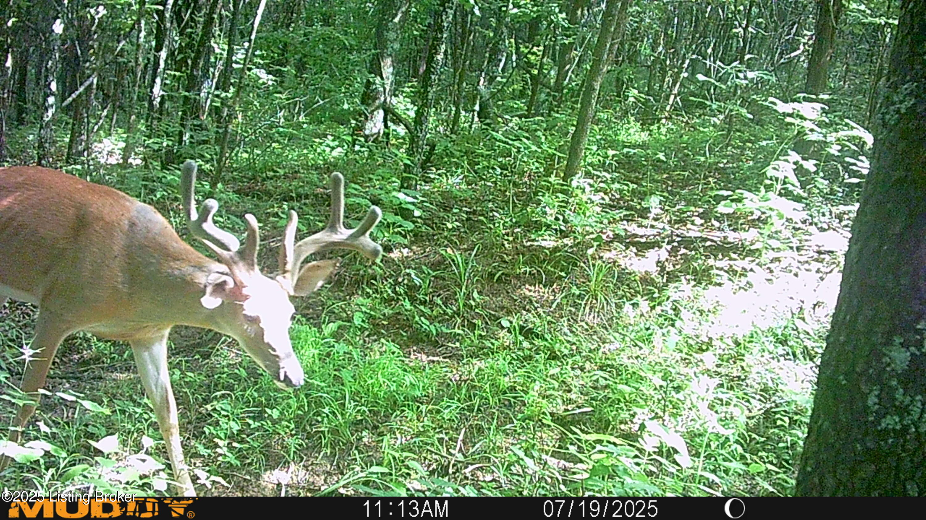 0 Lebanon Ridge Road Frankfort, KY 40601 - Photo 11 of 12 MUD_1465