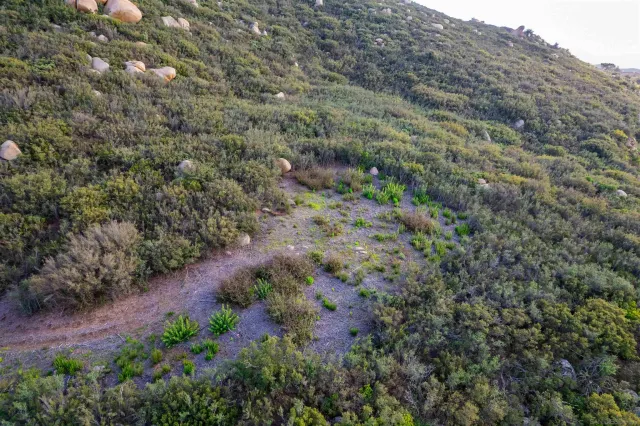 a view of a plants with a tree