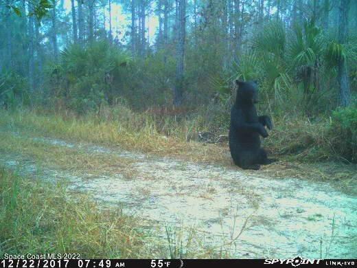 D D Johnson Mims, FL 32754 - Photo 20 of 25 IMG_9113