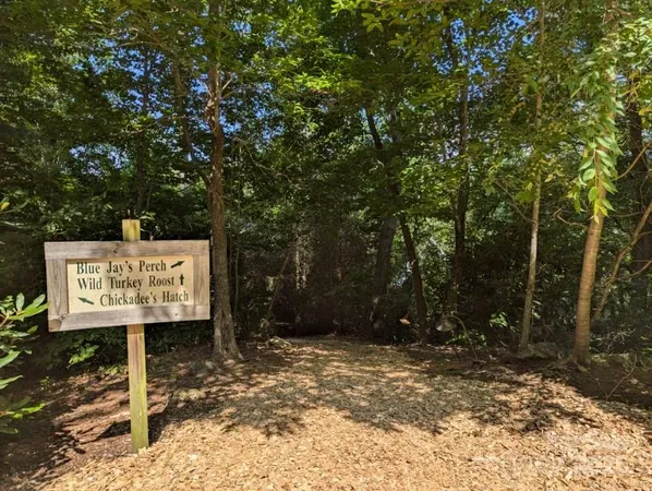 a view of a forest with lots of trees