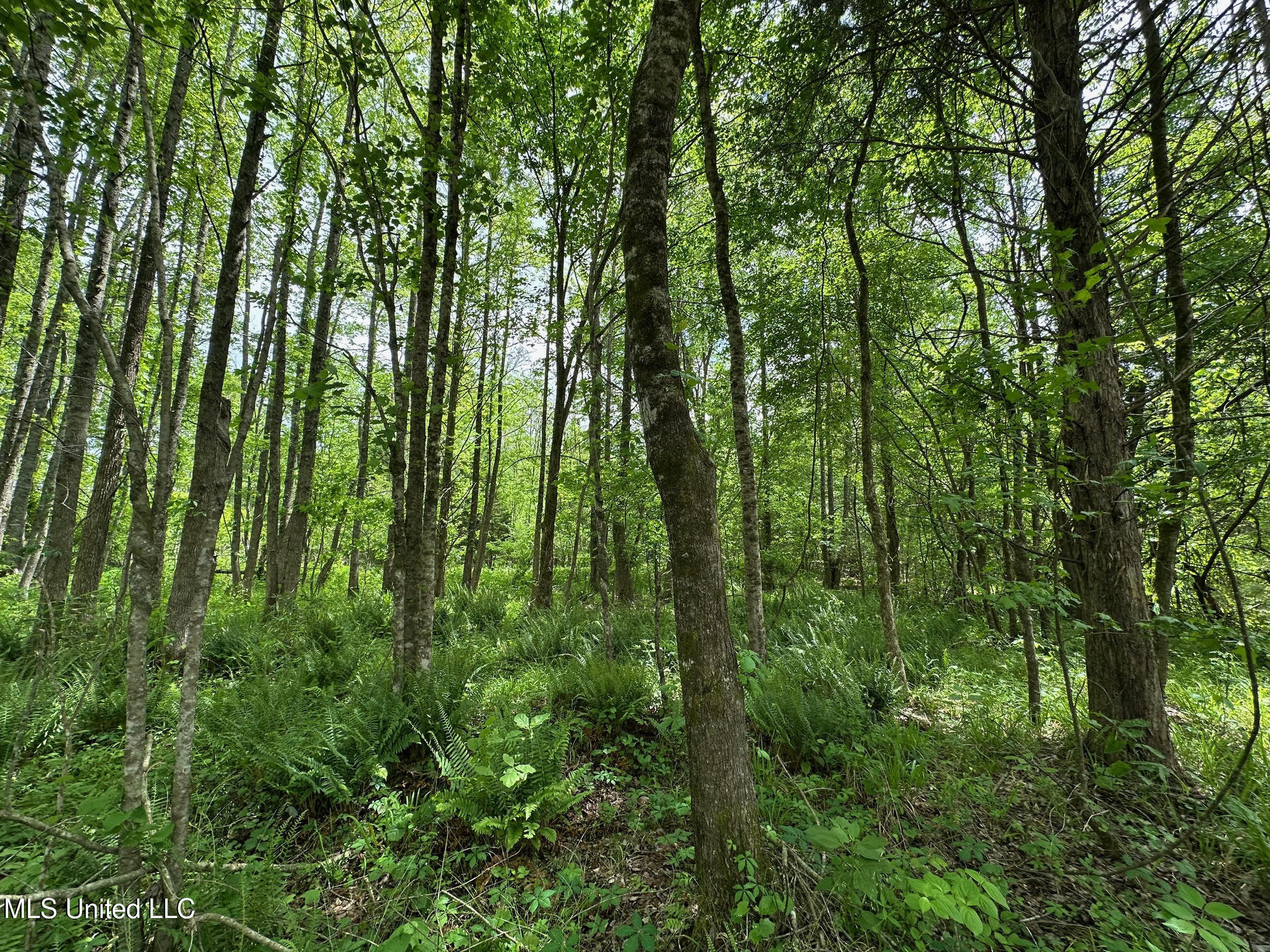 0 Highway 440 West, MS 39192 - Photo 13 of 41 12